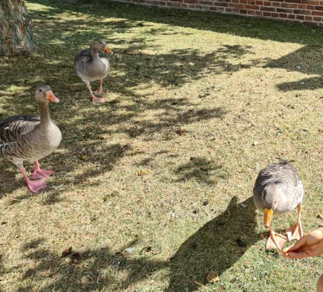 Graylag Goose - ML643721078