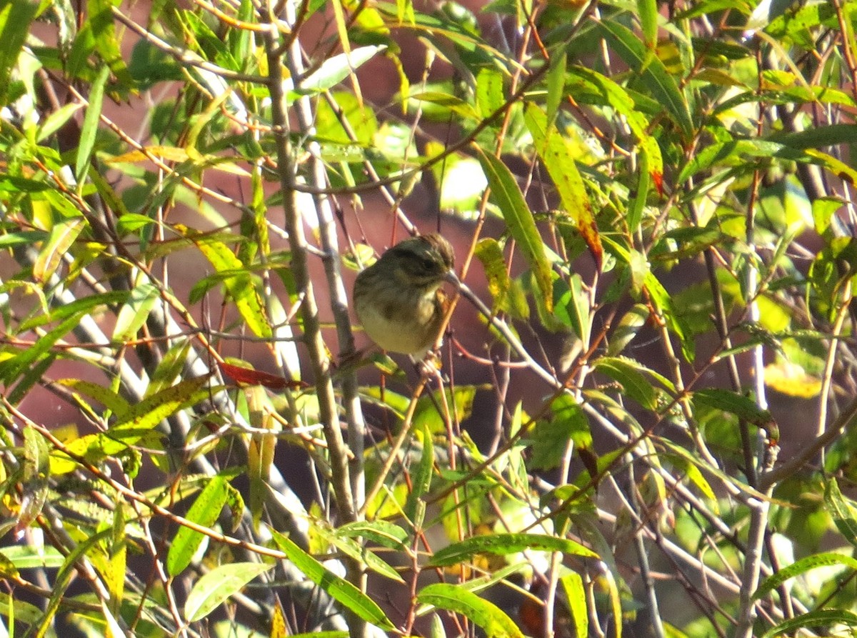 Swamp Sparrow - ML643721085