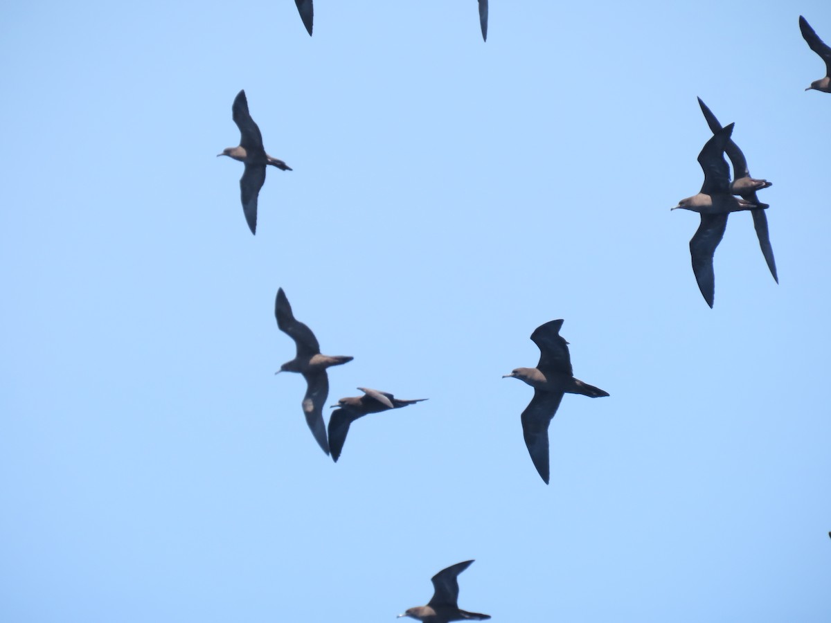 Wedge-tailed Shearwater - ML643721119