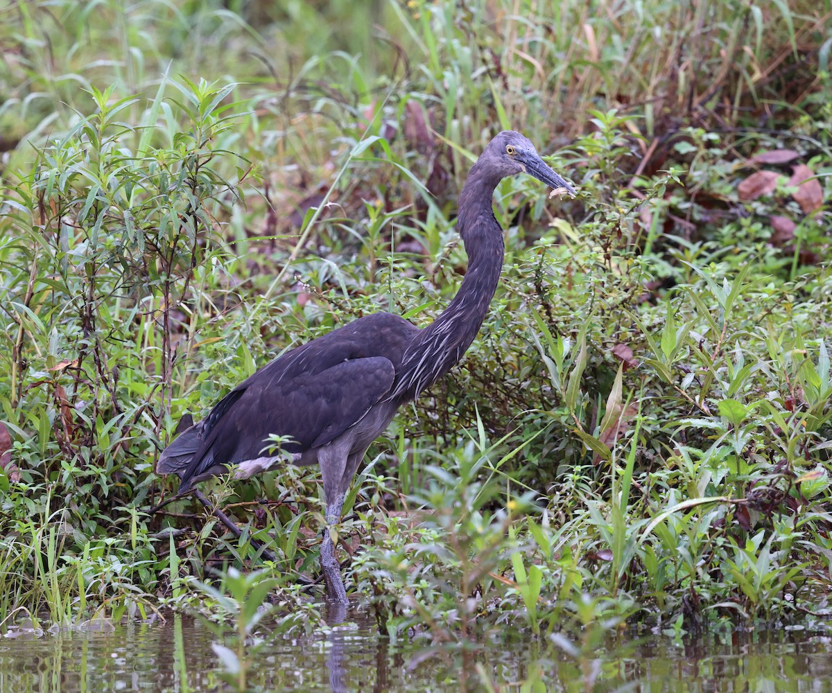 Great-billed Heron - ML643721122