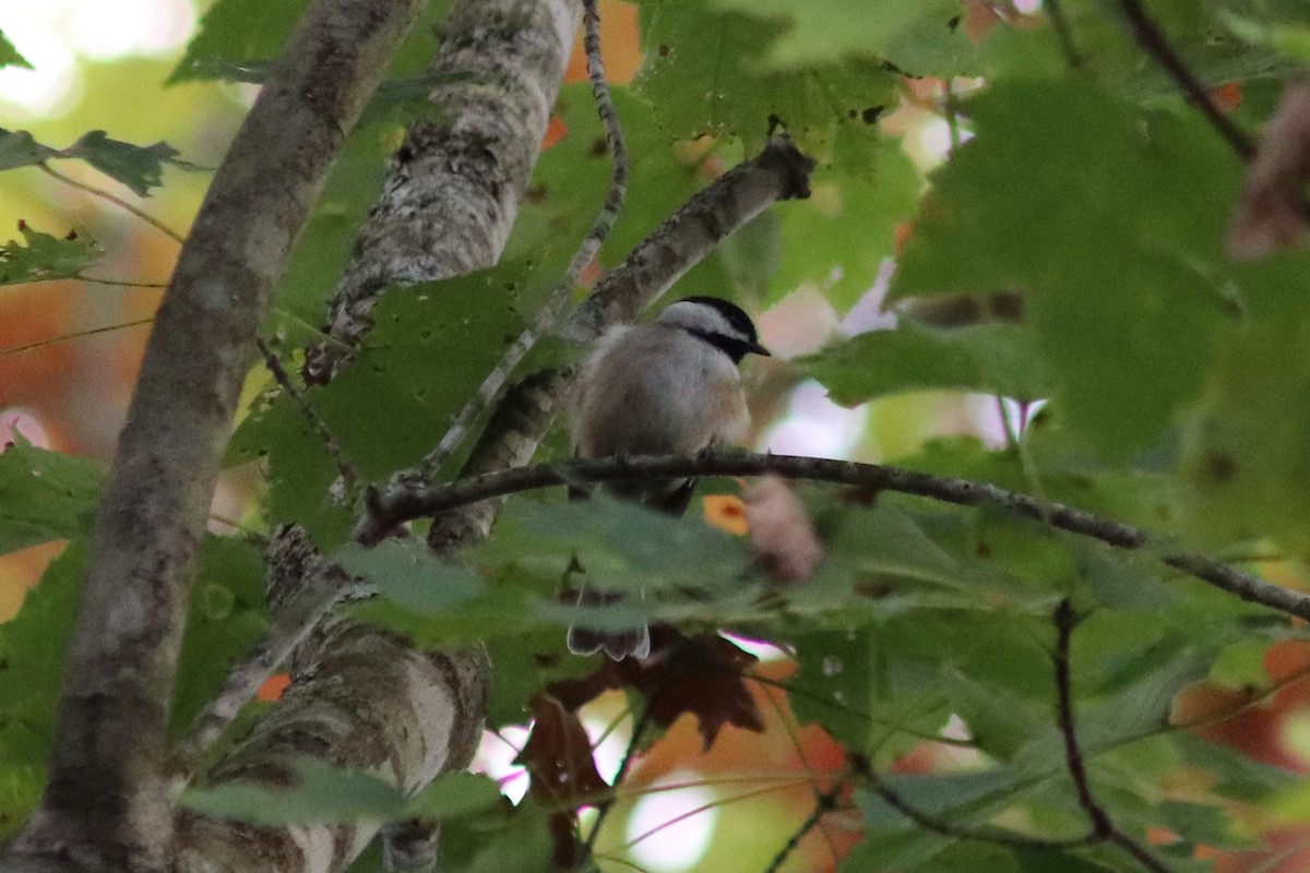 Carolina Chickadee - ML643721138
