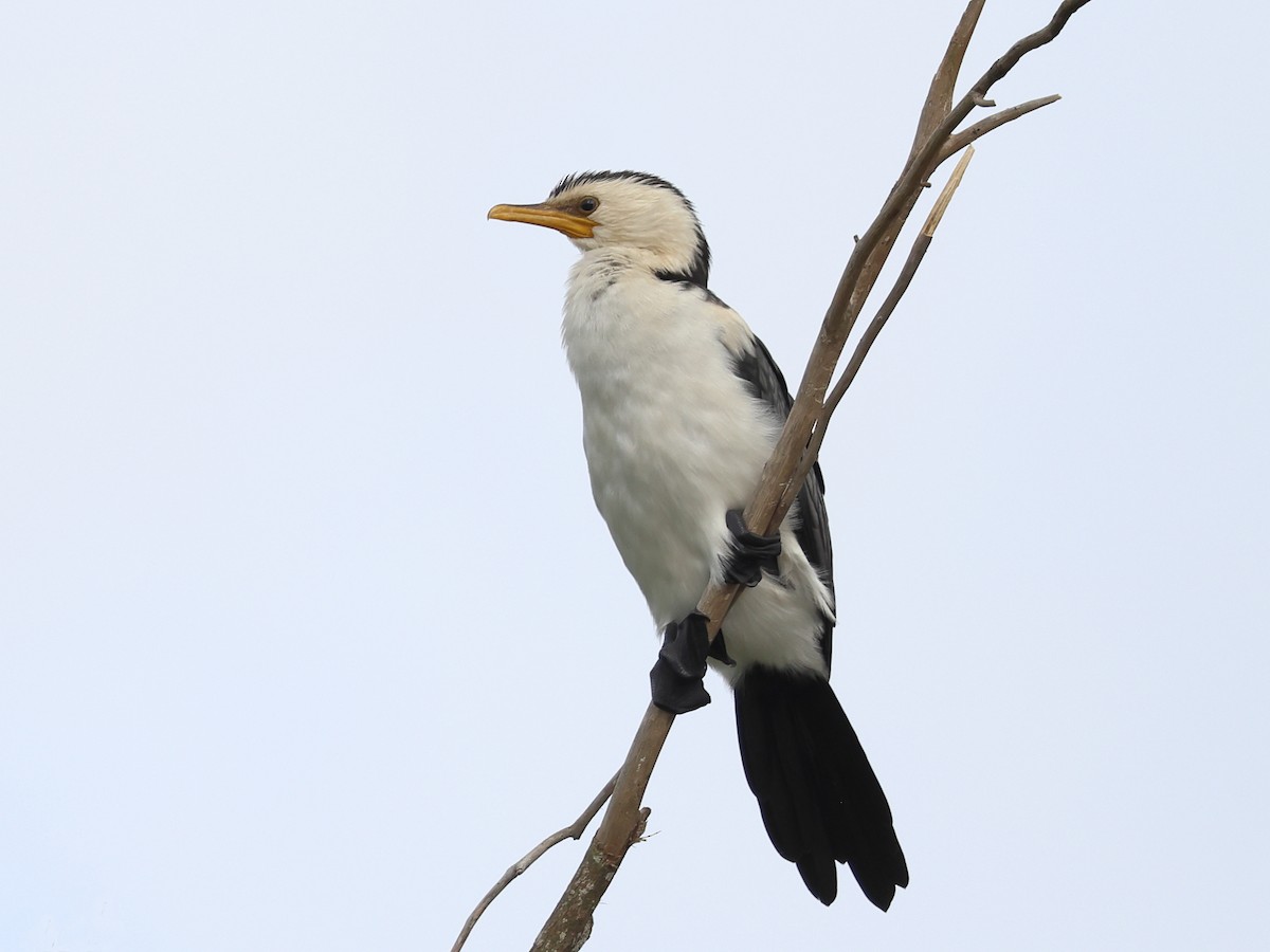 Little Pied Cormorant - ML643721148