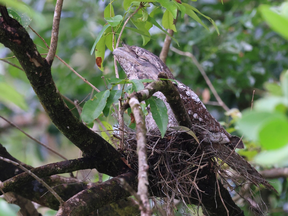 Papuan Frogmouth - ML643721154