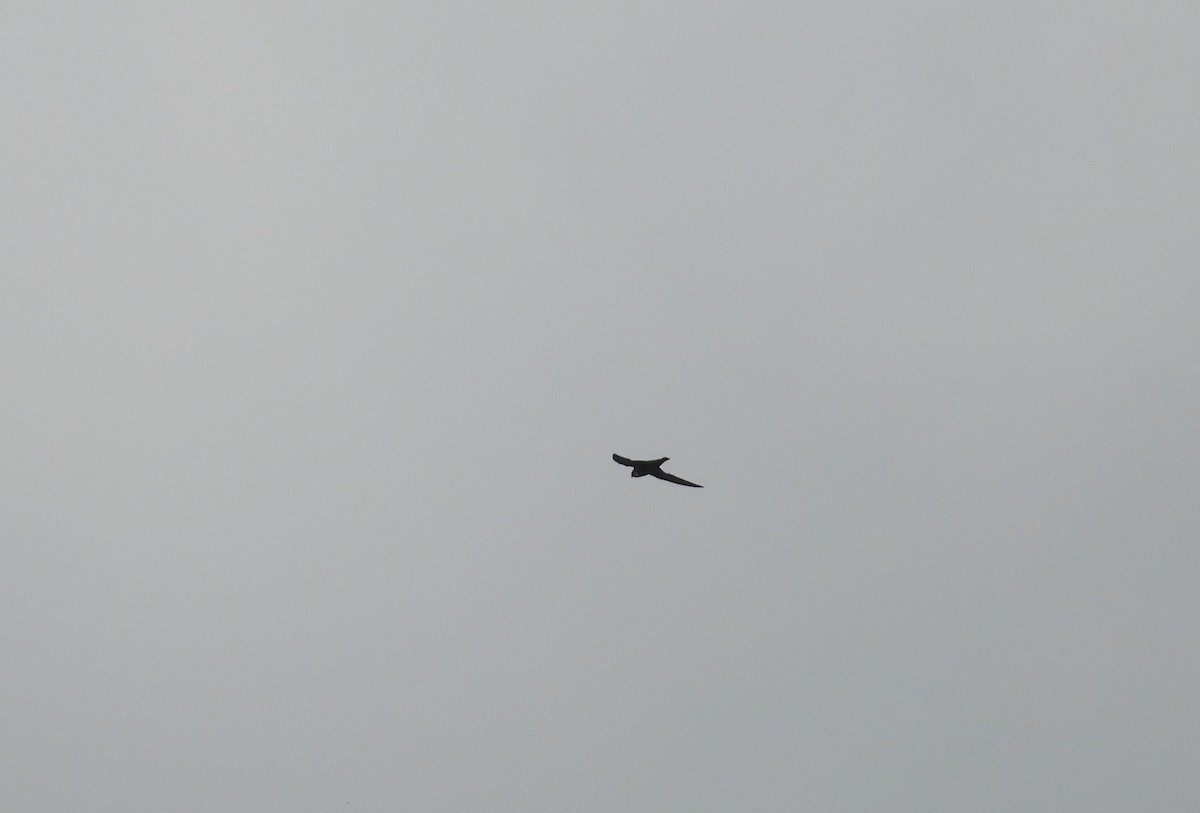 White-collared Swift - ML643721155