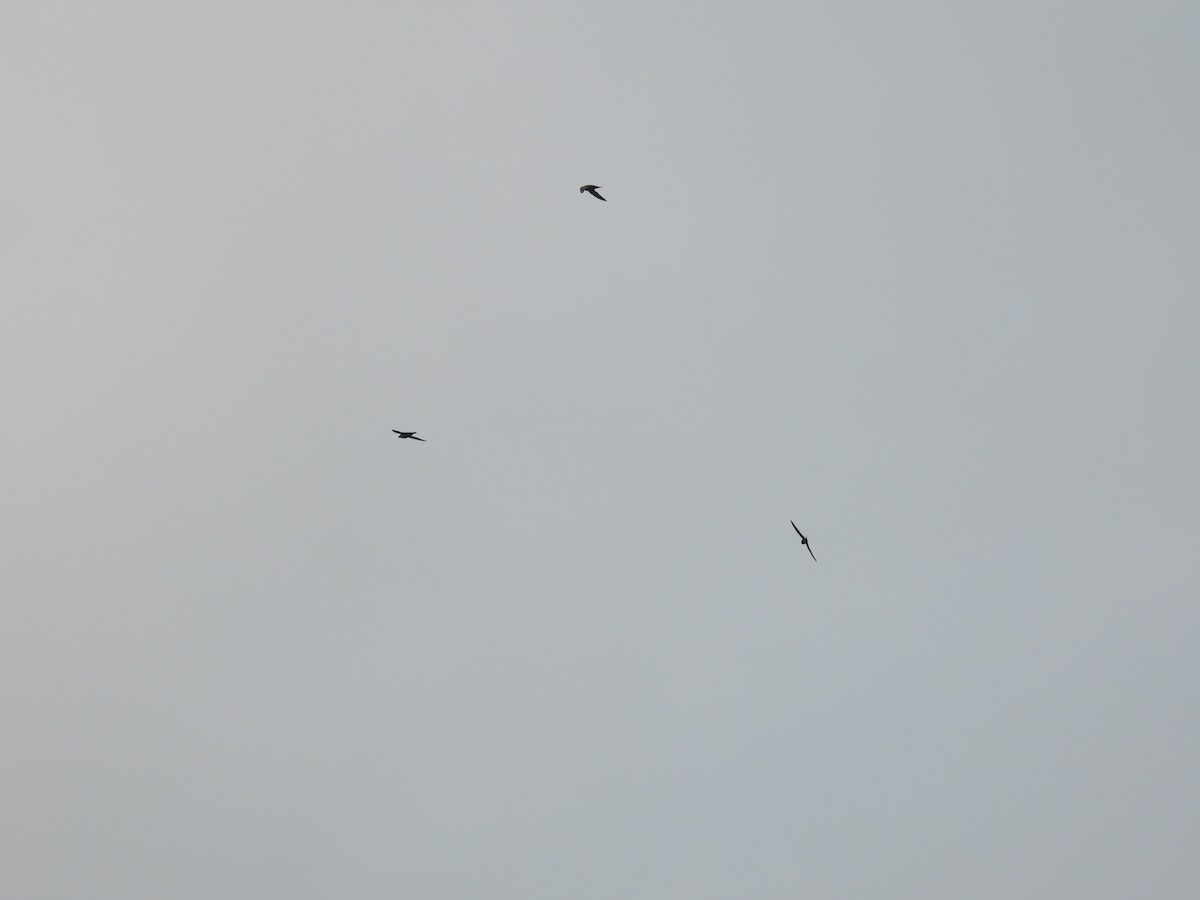 White-collared Swift - ML643721156