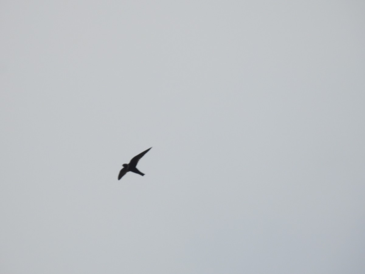 White-collared Swift - ML643721158