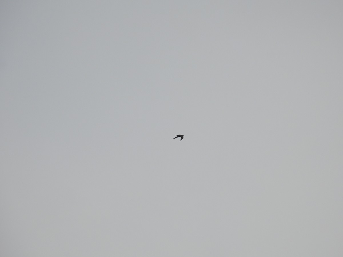 White-collared Swift - ML643721159