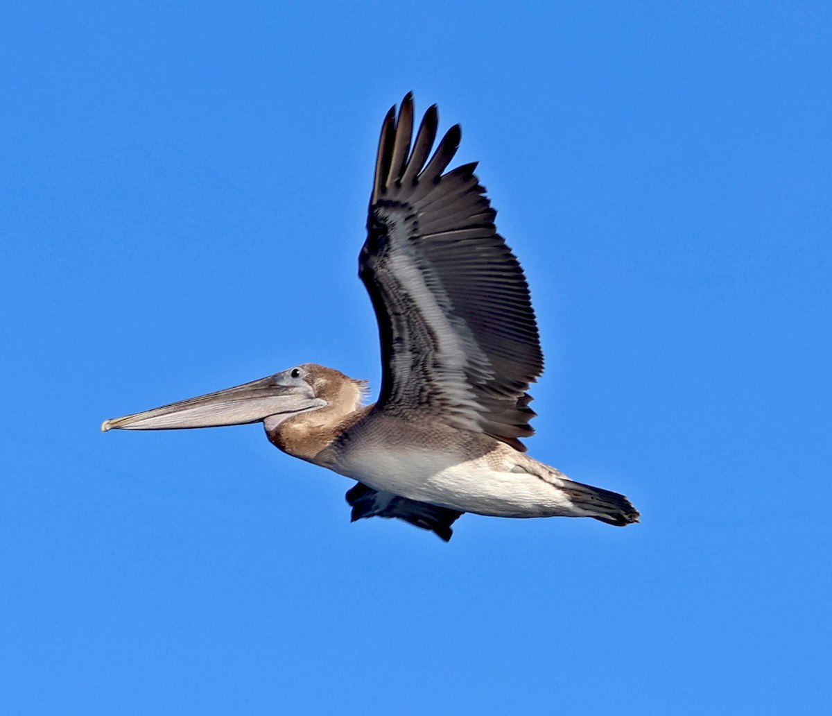 Brown Pelican - ML643721211