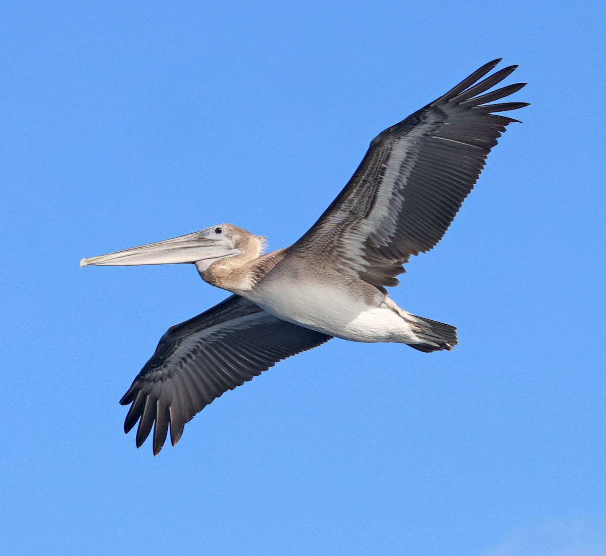 Brown Pelican - ML643721212