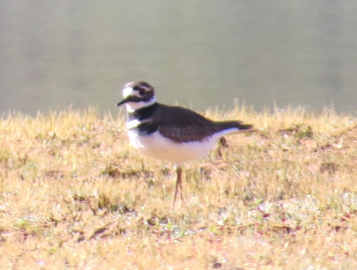 Killdeer - ML643721218