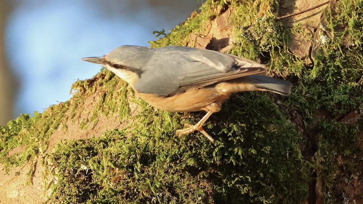 Eurasian Nuthatch - ML643721247