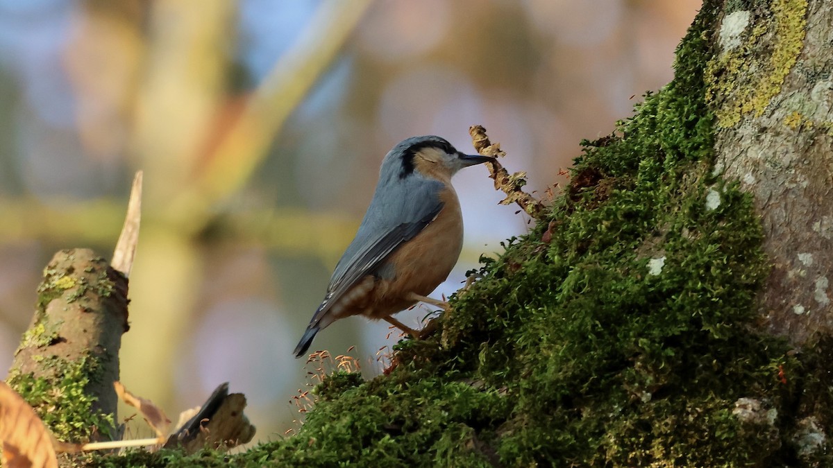 Eurasian Nuthatch - ML643721255