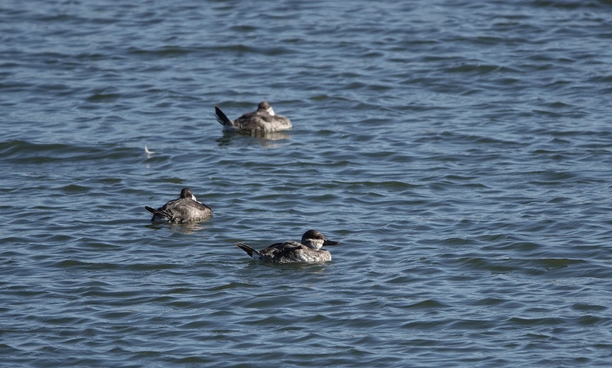 Ruddy Duck - ML643721272