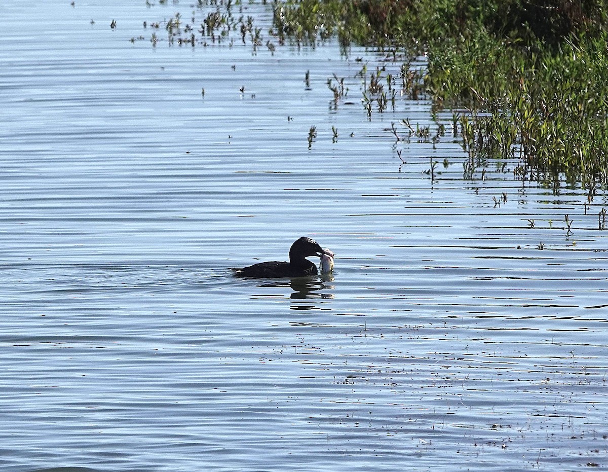 Pied-billed Grebe - ML643721295