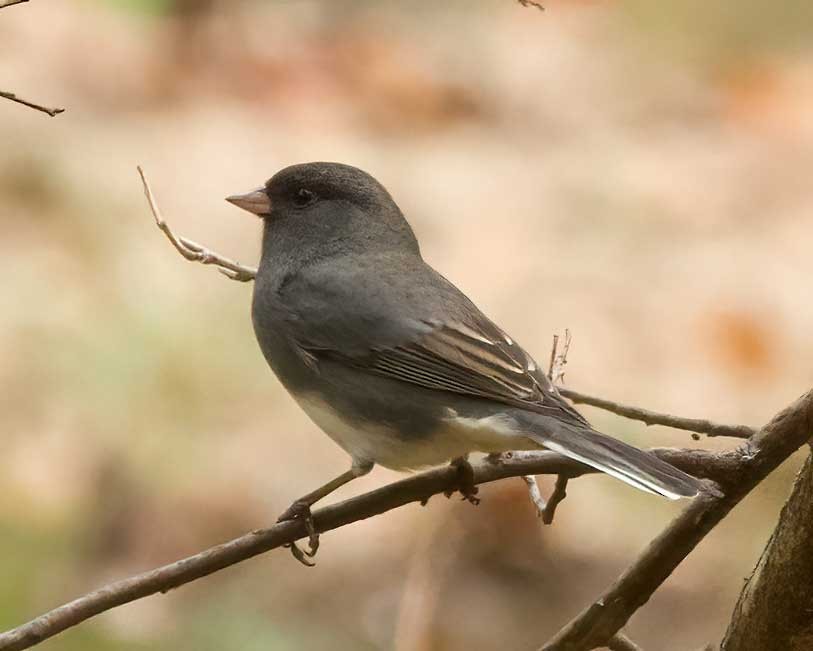 Dark-eyed Junco - ML643721297
