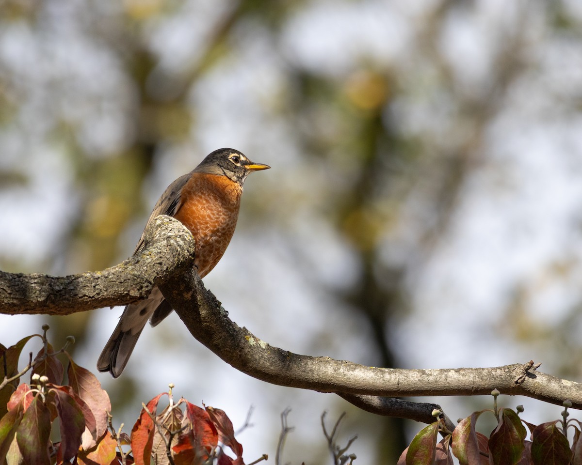American Robin - ML643721306