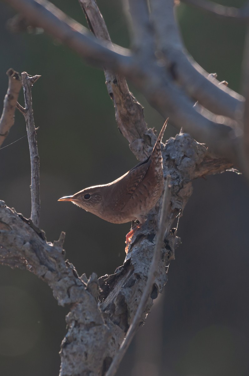 Northern House Wren - ML643721326