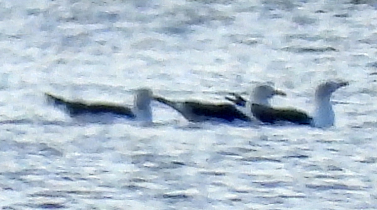 Great Black-backed Gull - ML643721328