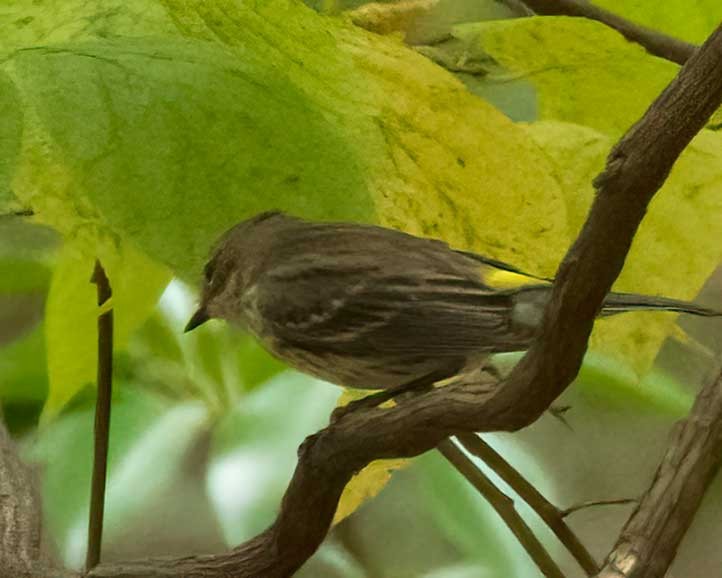Yellow-rumped Warbler - ML643721336