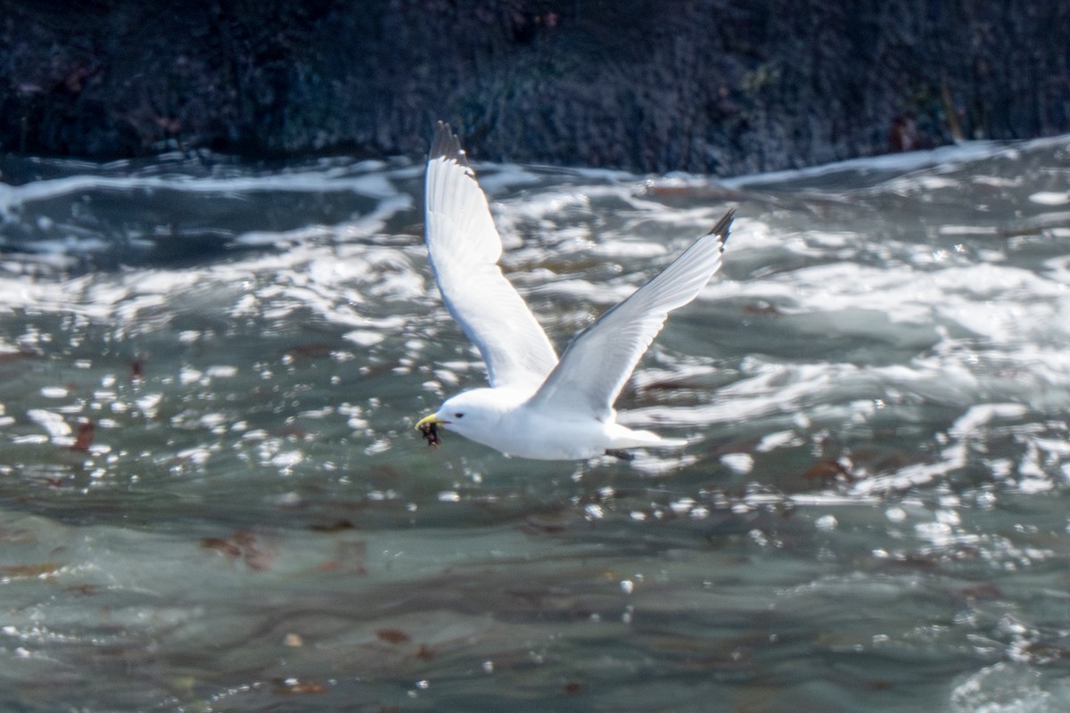 Gaviota Tridáctila - ML643721340