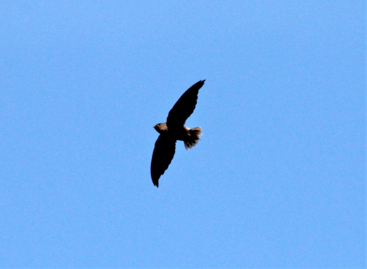 Short-tailed Swift - ML643721343