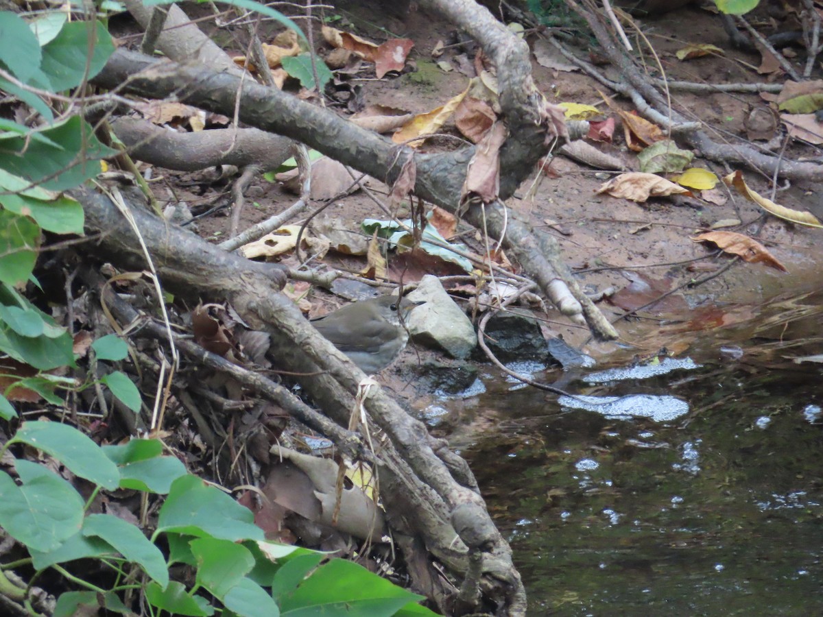 Gray-cheeked/Bicknell's Thrush - ML643721348