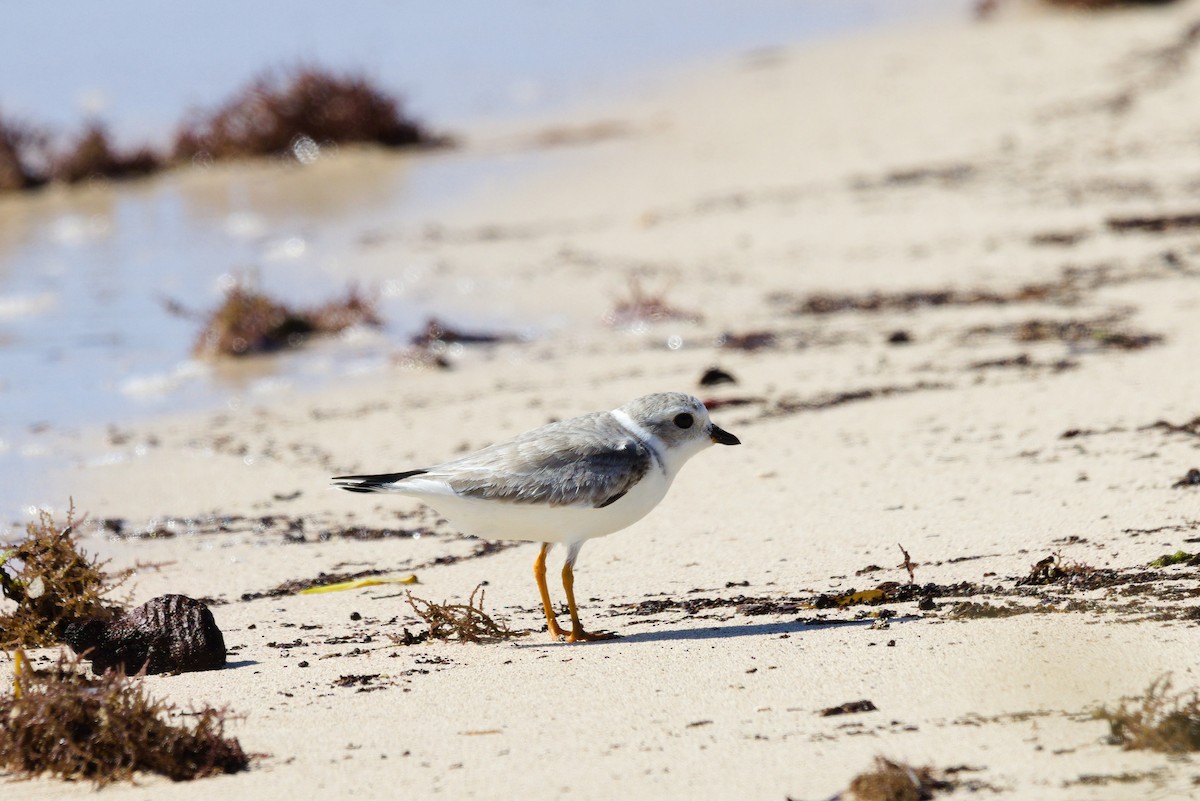Piping Plover - ML643721368