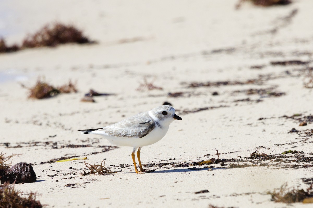 Piping Plover - ML643721373