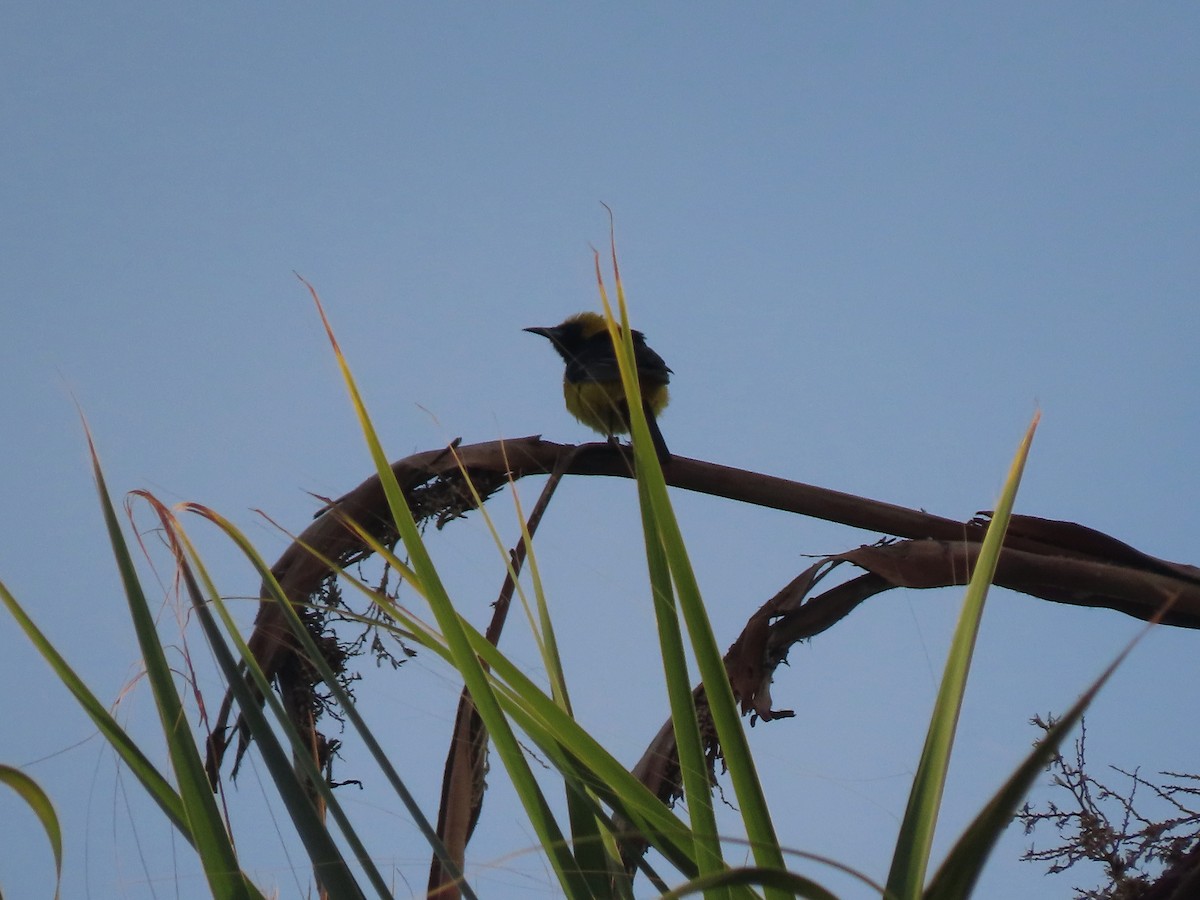 Oriole masqué - ML643721374