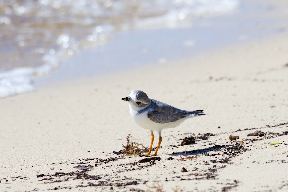 Piping Plover - ML643721385