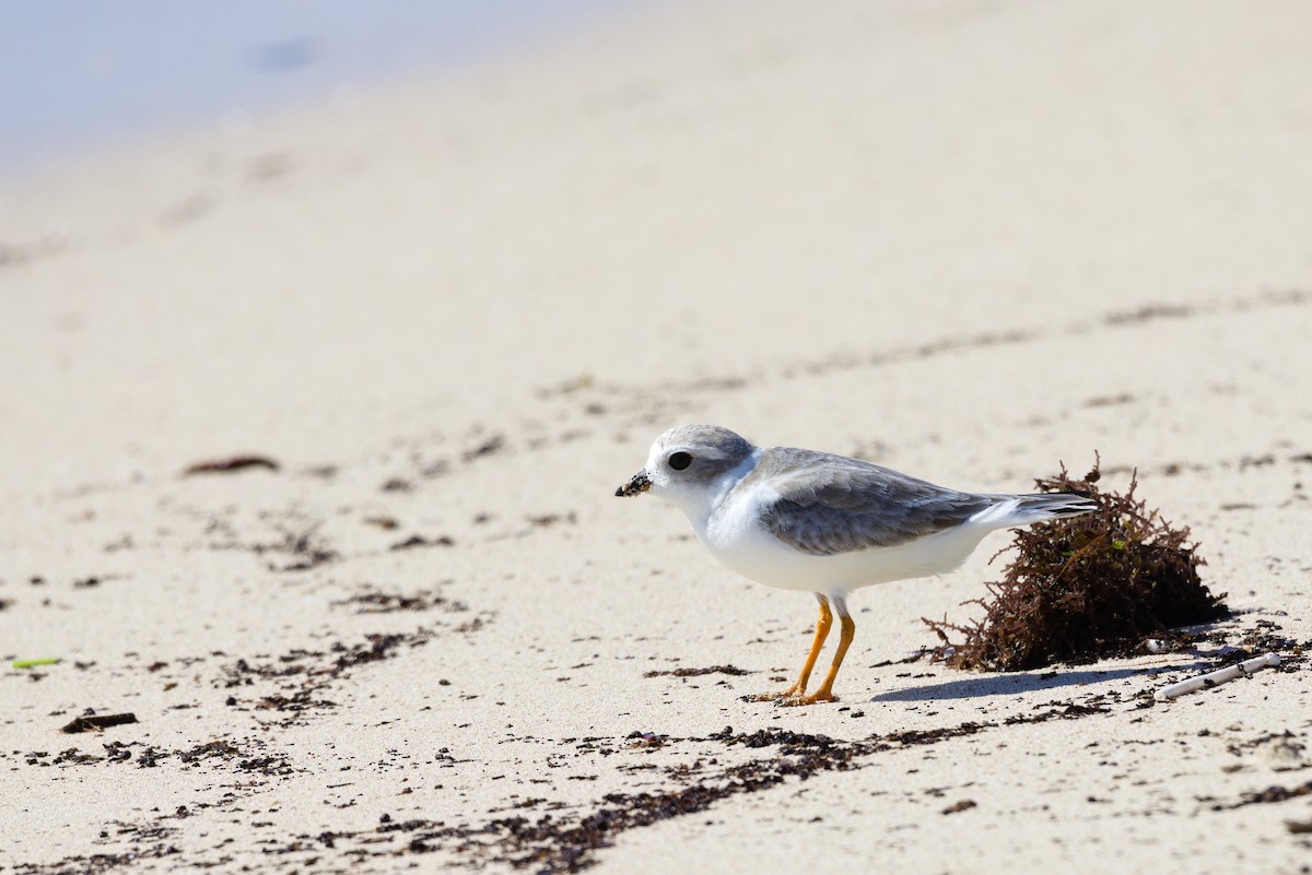 Piping Plover - ML643721393