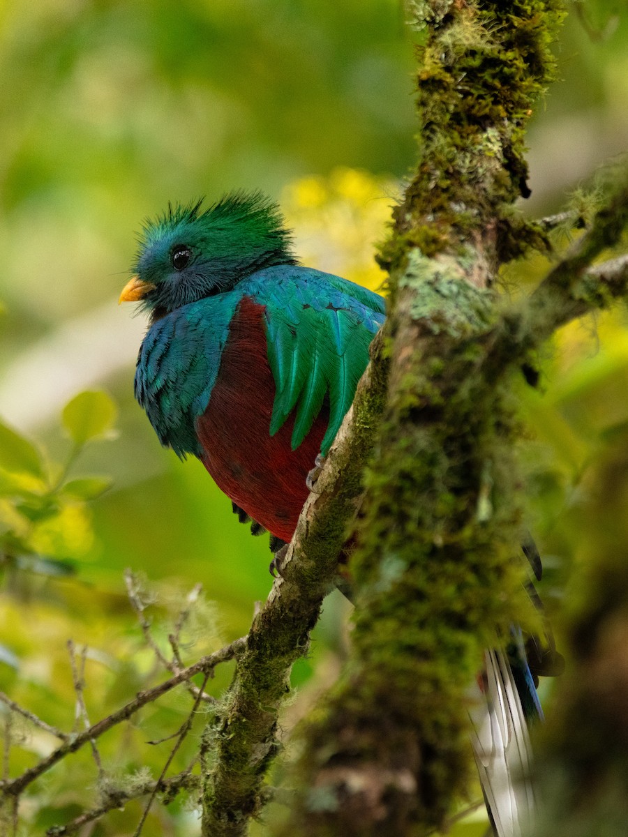 Resplendent Quetzal - ML643721395