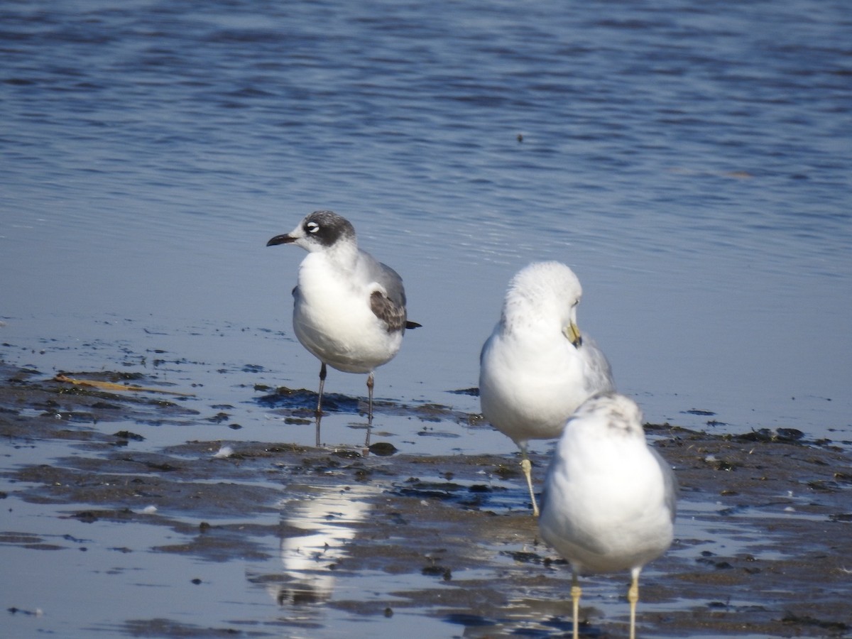 Franklin's Gull - ML643721408