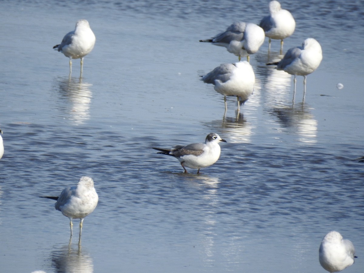 Franklin's Gull - ML643721409