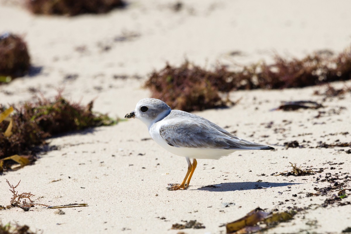 Piping Plover - ML643721415