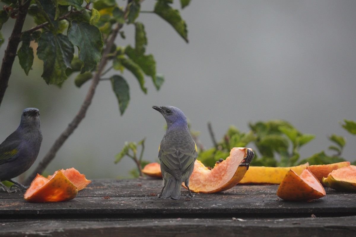 Golden-chevroned Tanager - ML643721417
