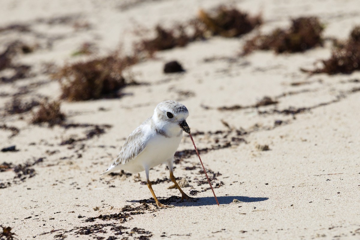 Piping Plover - ML643721420