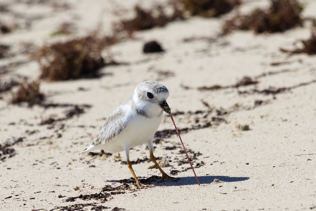 Piping Plover - ML643721444