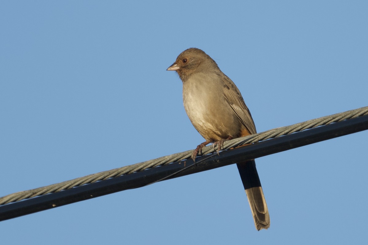 California Towhee - ML643721445