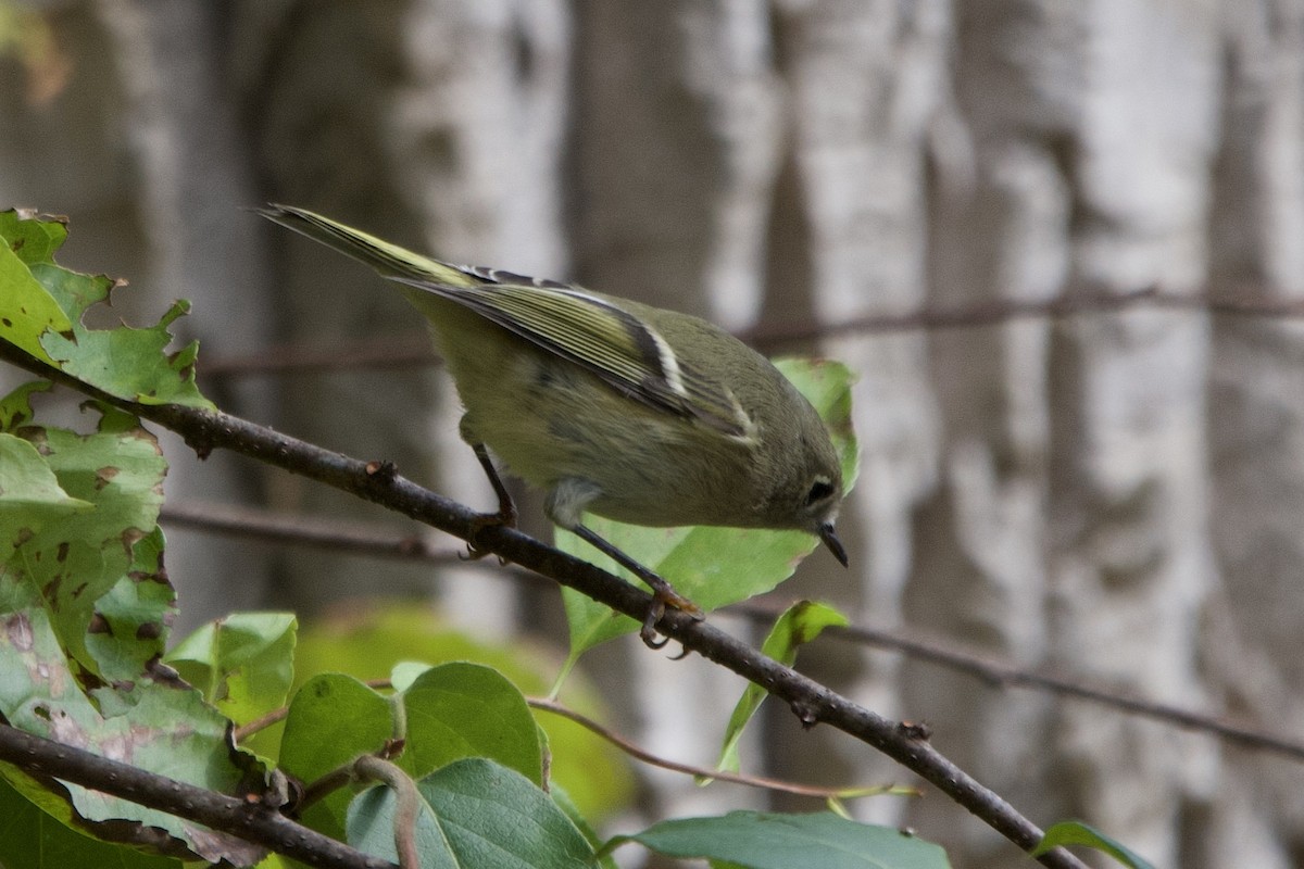 Gözlüklü Çalıkuşu - ML643721465