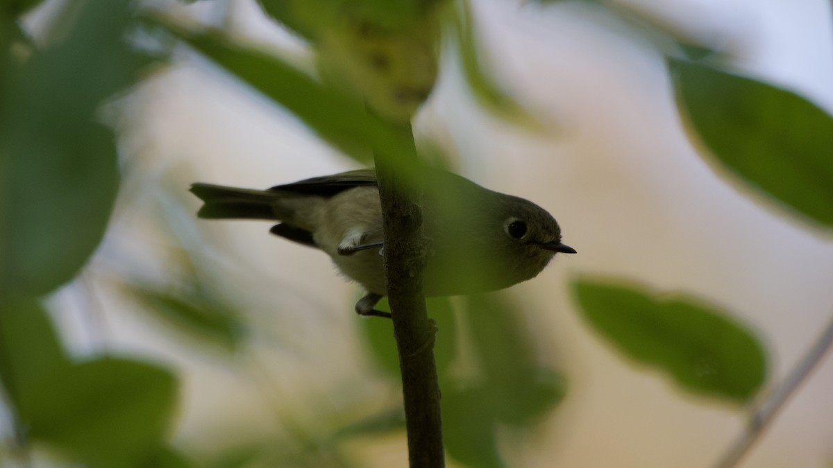 Gözlüklü Çalıkuşu - ML643721466