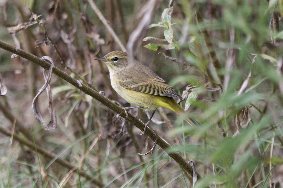 Palmiye Ötleğeni - ML643721471