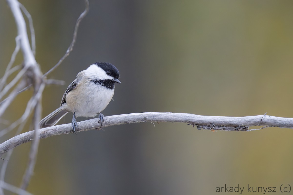 Black-capped Chickadee - ML643721482