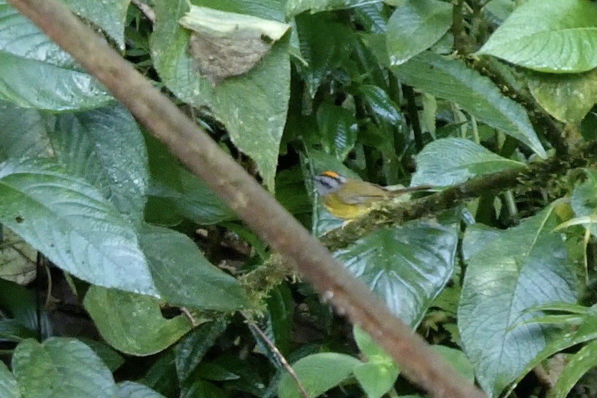 Paruline à diadème - ML643721483