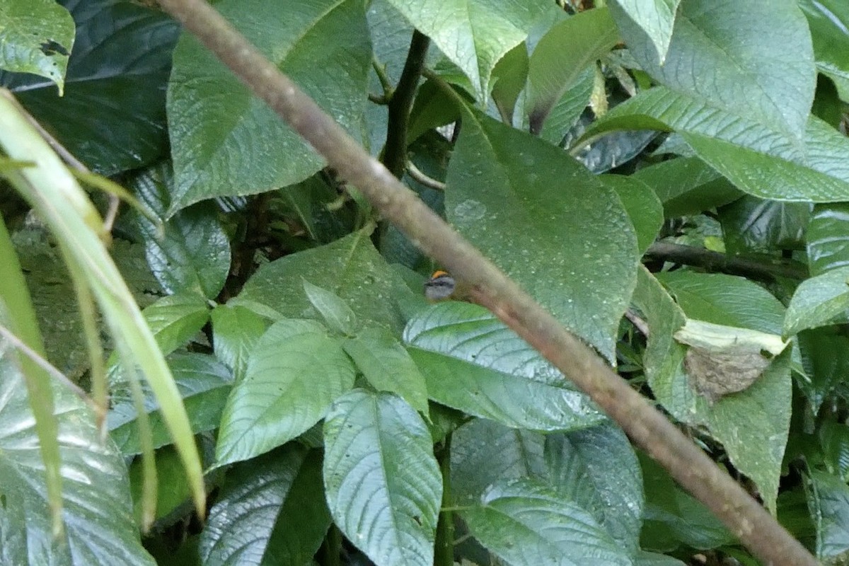 Paruline à diadème - ML643721485