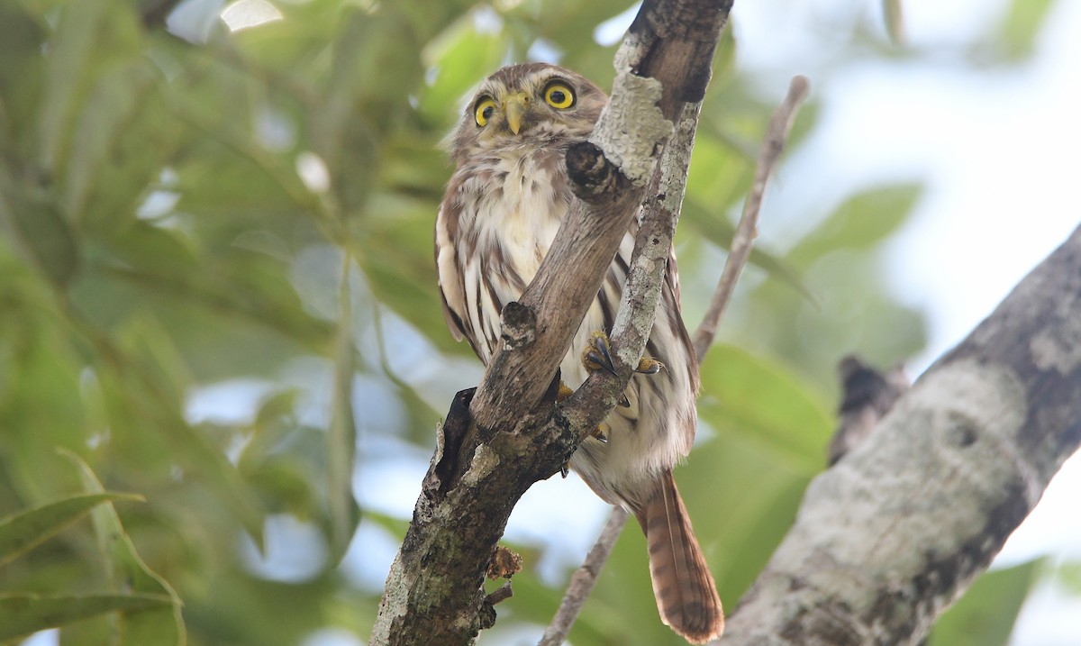 Ferruginous Pygmy-Owl - ML643721486
