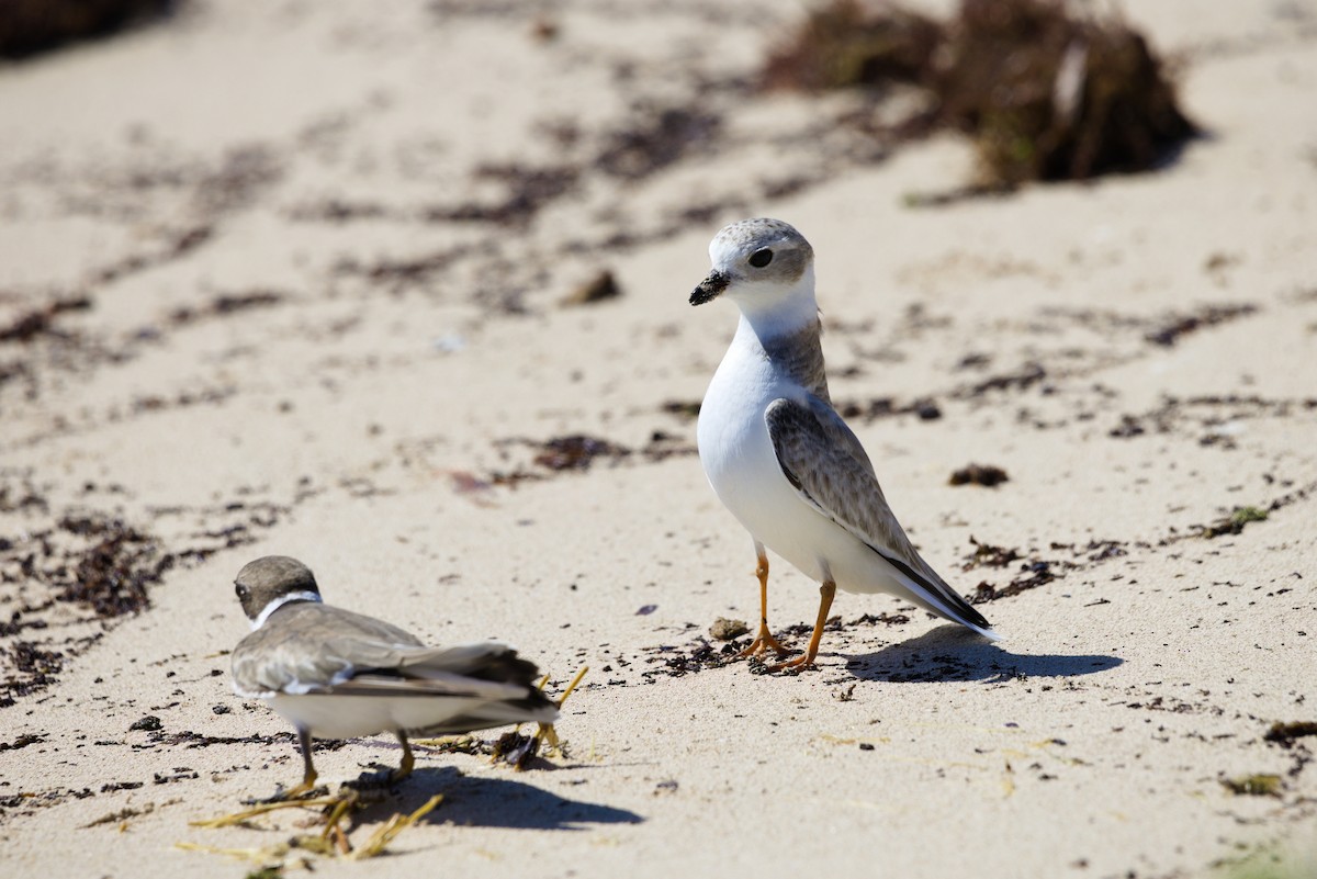 Piping Plover - ML643721491