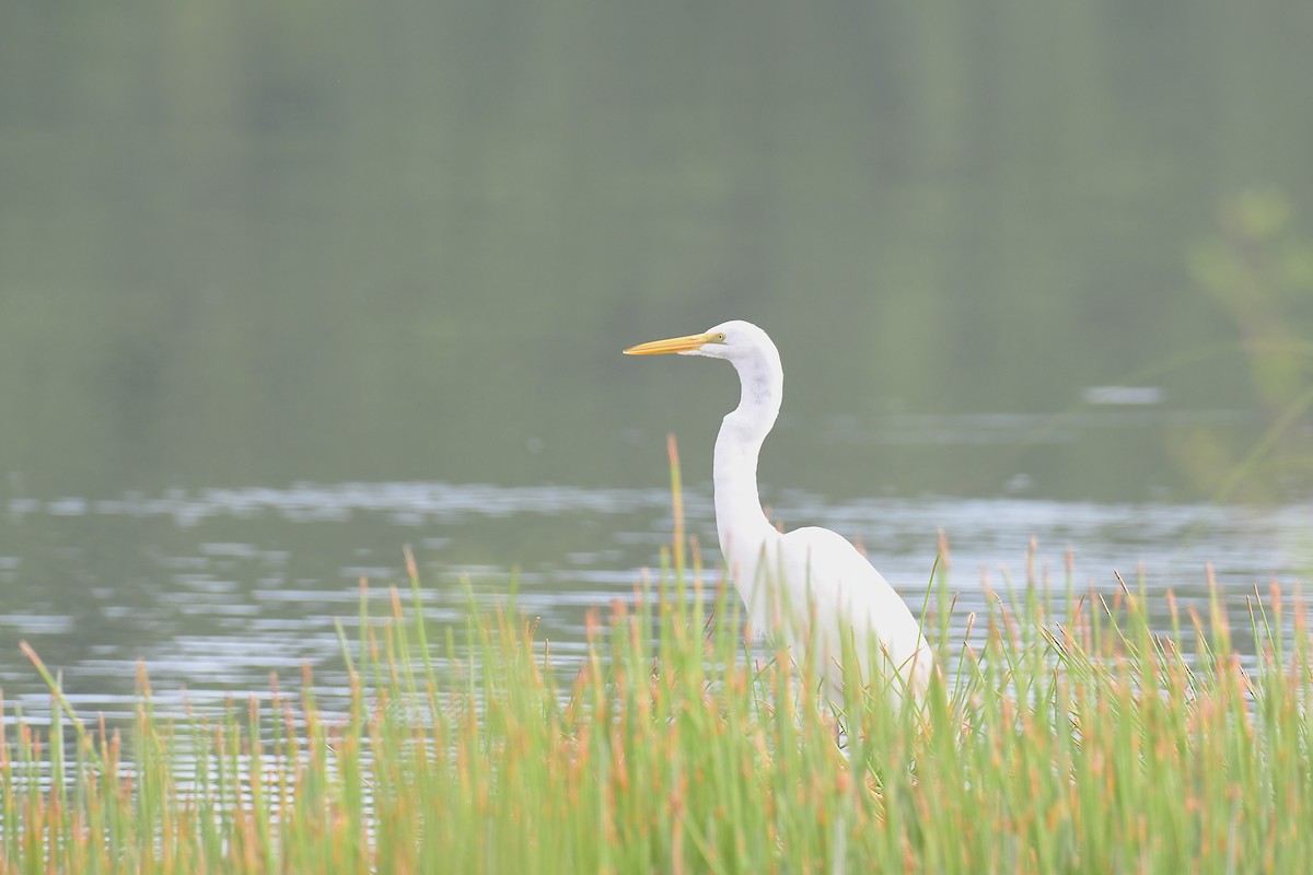 Great Egret - ML643721492