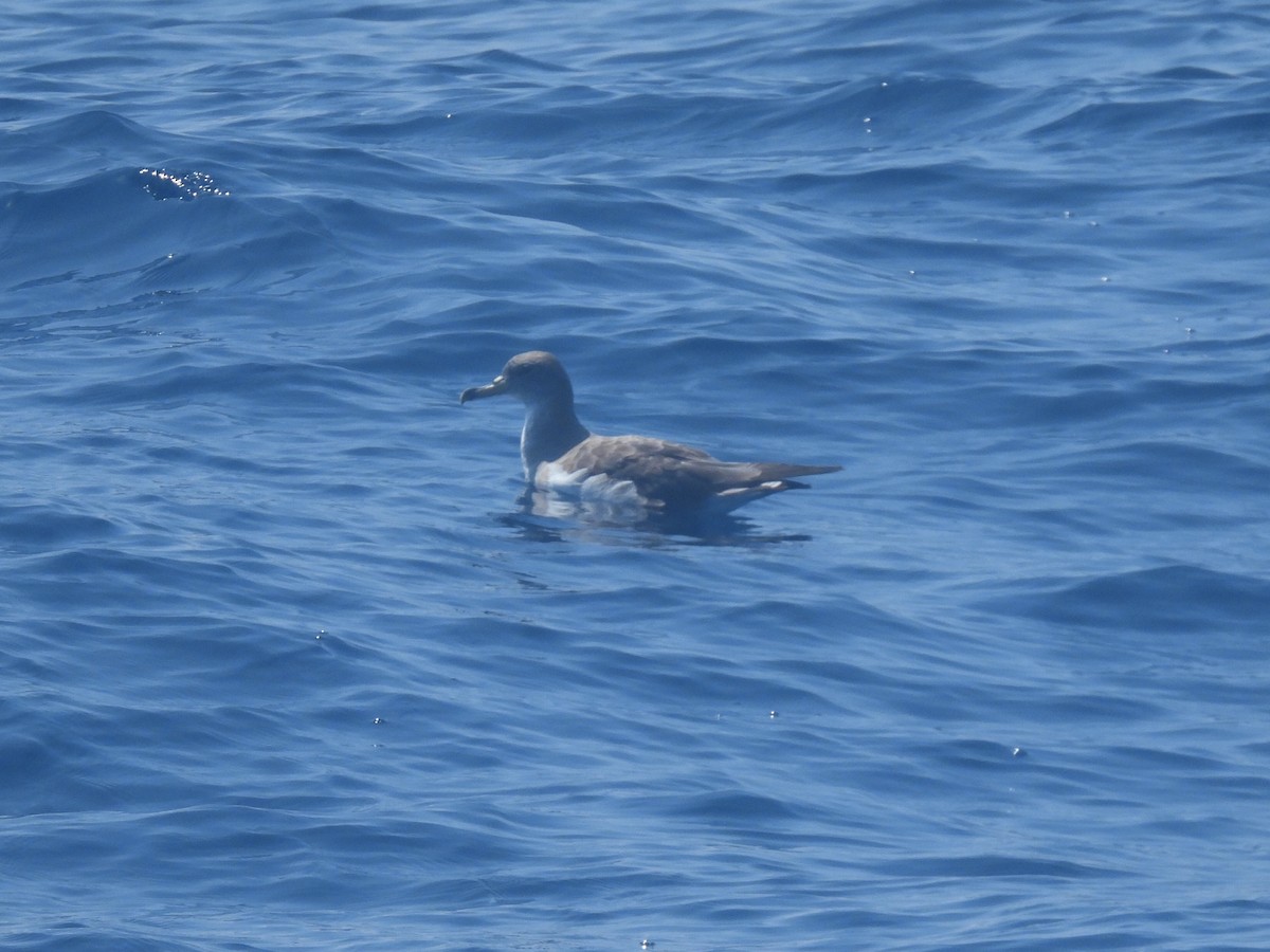 Scopoli's Shearwater - ML643721499