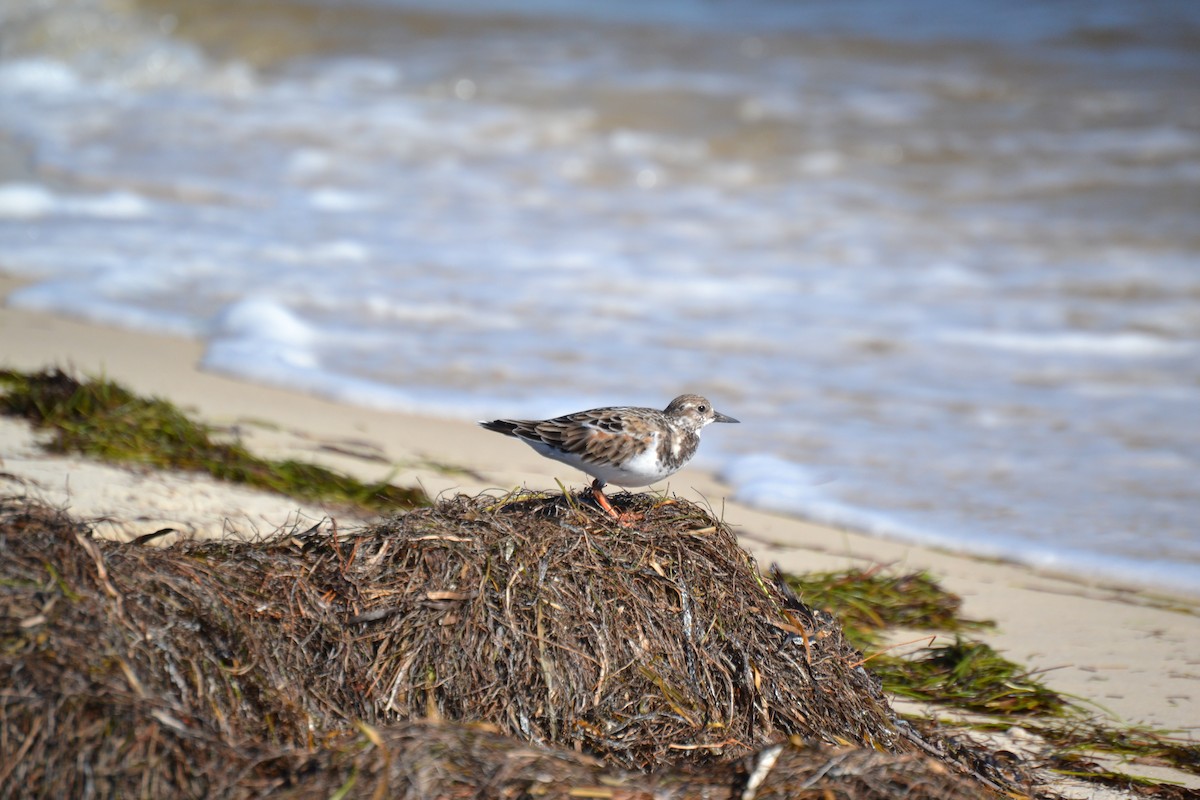 Ruddy Turnstone - ML643721506